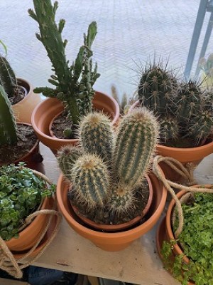 Cactus in terra cotta pot